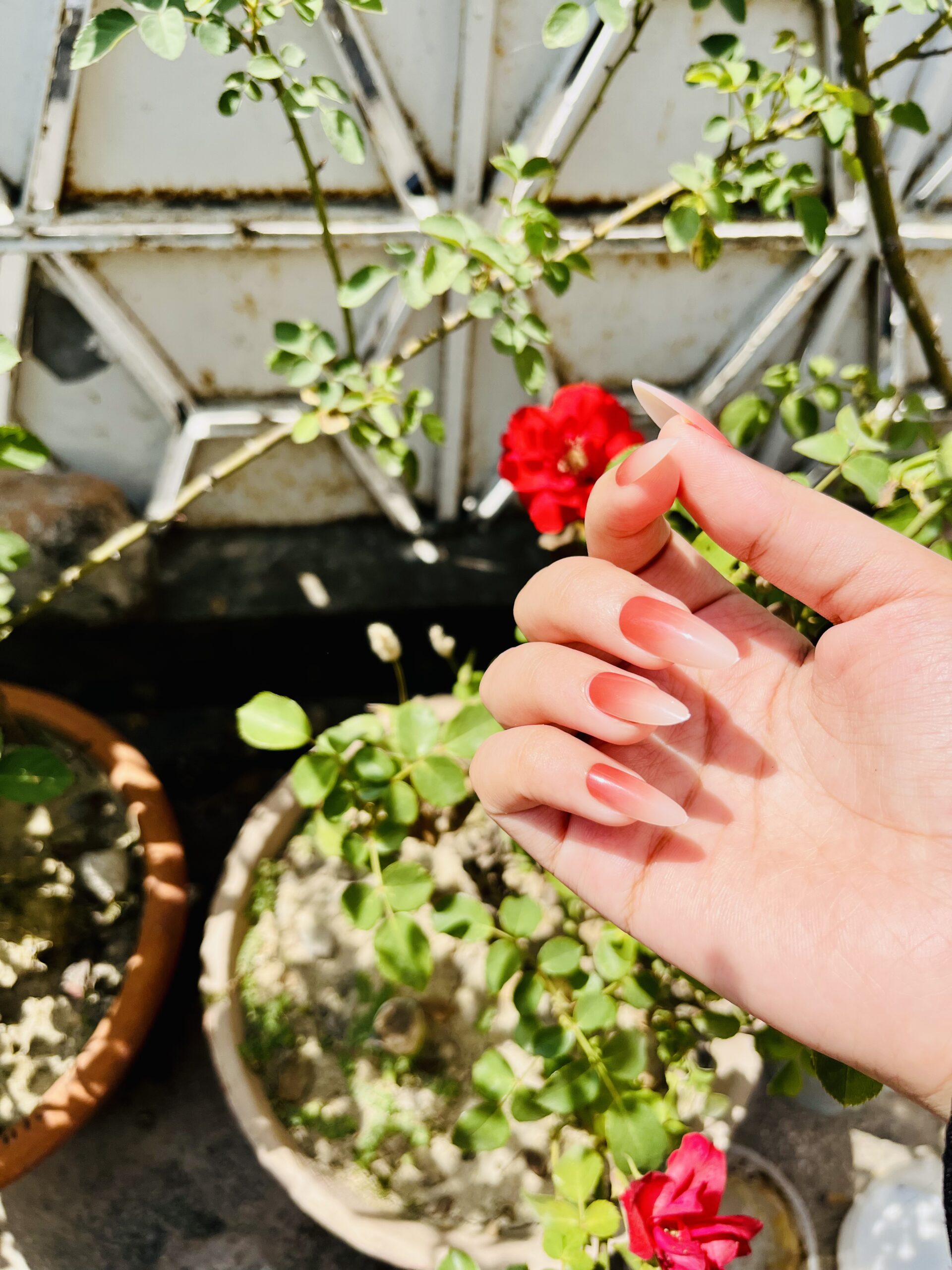 Pink Obmre Cat-Eye nails